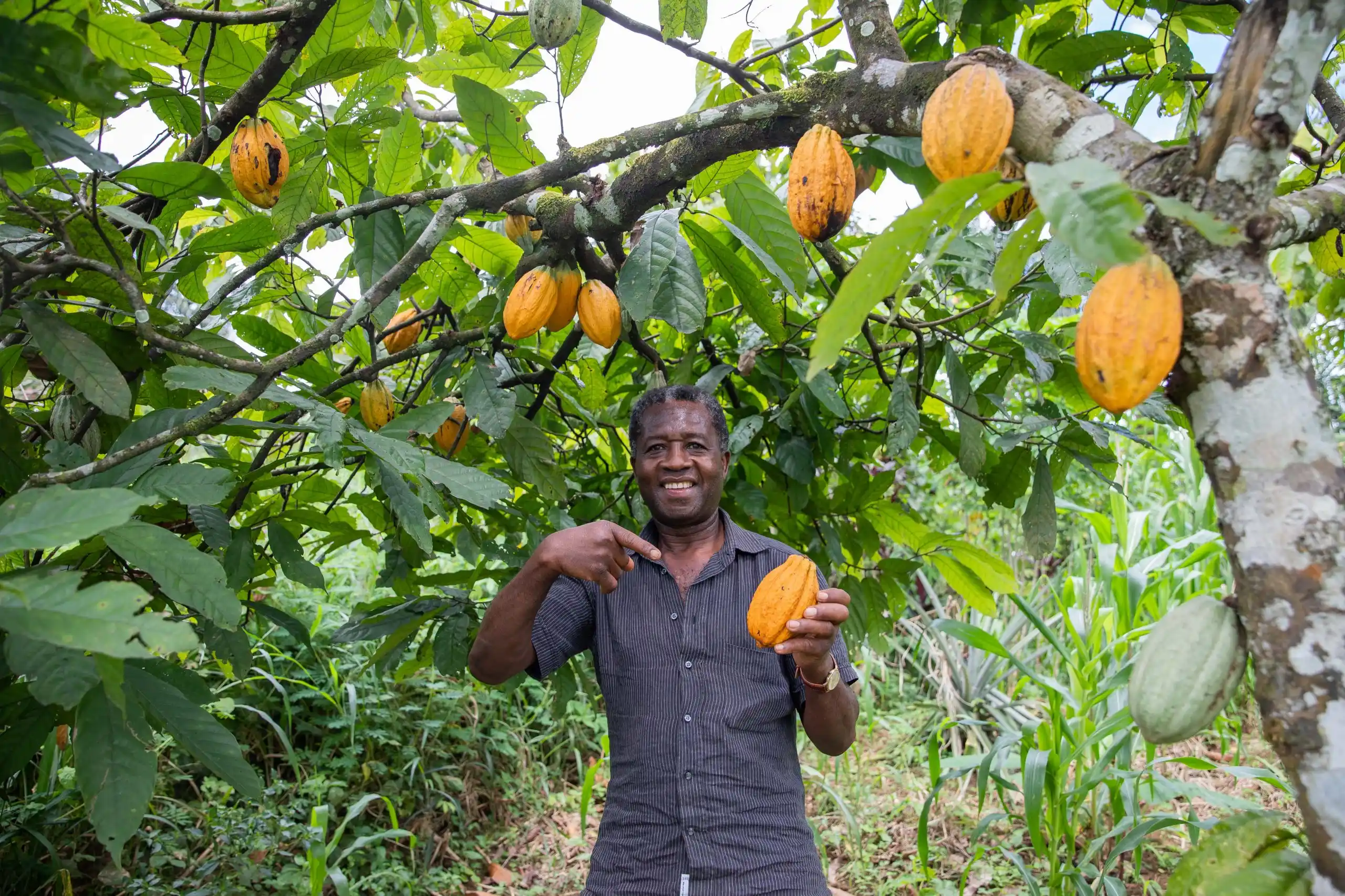 Producteur dans sa plantation de cacao - Filière responsable